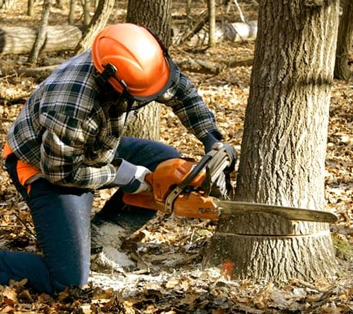 Tree Removal in Walnut, MS